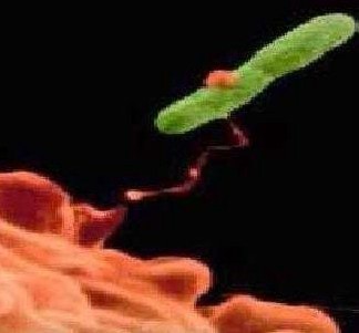 image 1: Evaporative Cooler: These units have not been linked to cases of Legionnaires’ diseaseimage 2: Hiding out: Legionella bacterium being engulfed by an amoebaFigure 4: Cooling tower systems temporarily store water, which is usually recirculated, in a basin. The water is sprayed or dripped into a large chamber. Air is forced through this chamber by a thermostatically controlled fan.Figure 5: These cooling towers contain fill material inside the tower. Usually made of plastic, this material allows the falling water to spread over a greater area, which increases the surface area of the water to becooled and allows more effective cooling.Figure 6: The cooled water is distributed over a series of pipes that contain circulating refrigerants or other fluids. Unlike cooling towers, evaporative condensers do not contain any fill material.Figure 7: Induced draught counter-flow towers can be identified by the fan at the top of the tower. The fan pulls air up through the tower in the opposite direction to which the water is falling. The air usually enters the tower through inlet louvres on the sides of the tower. Water is usually delivered by means of fixed or rotating spray arms. Drift eliminators are usually placed above the sprays to prevent loss of water through drift.Figure 8: In an induced draught cross-flow cooling tower, the fan is also mounted on the top. However, the fan draws (induces) the air across the water falling from the top of the tower to the basin.Figure 9: In a forced draught counter-flow cooling tower, the fan is located at the air inlet just above the basin. Air is forced vertically through the tower fill in the opposite direction to the water flow. The air isforced out through the top of the tower.Figure 10: In a forced draught cross-flow cooling tower, the fan is mounted on one side and pushes the air in a cross-flow manner past the falling water.