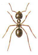 A top down look at a Black house ant