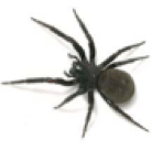 black-house-spider
