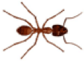 A top down look at a carpenter ant