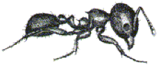 An artist's representation of a Coastal brown ant