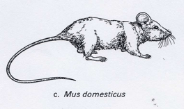 house-mouse