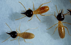 termites-nausutitermes