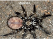 trapdoor-spider