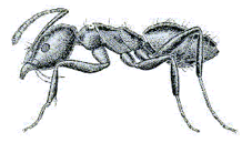 An artist's representation of a White-footed house ant
