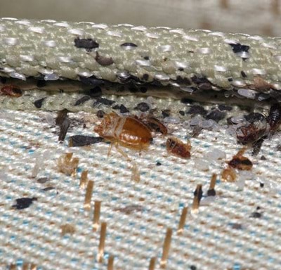 bed-bug-detection